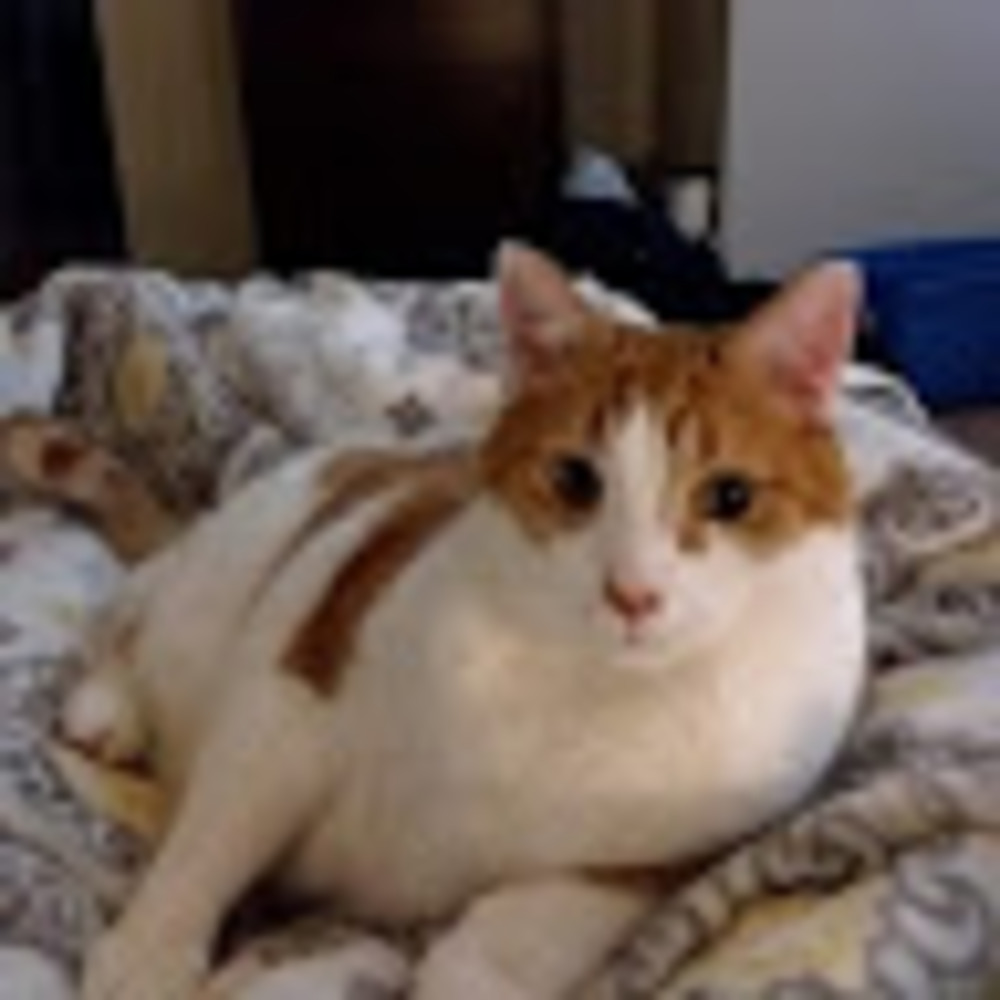 Meet your Posher, Carolyn